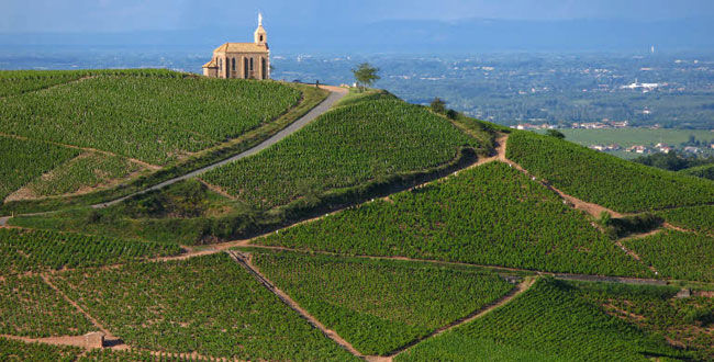 27461-650x330-650-beaujolais-fleurie