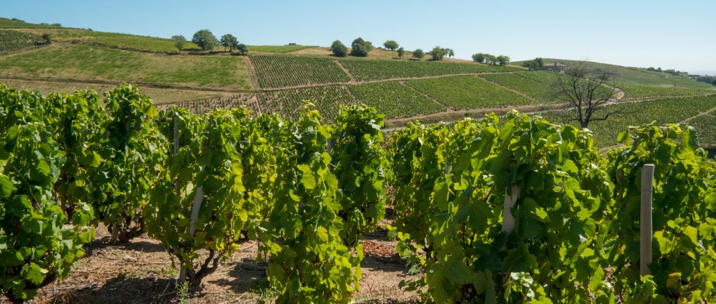 Vignes_Beaujolais